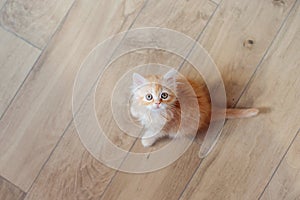 Little cute kitten maine coon looks up