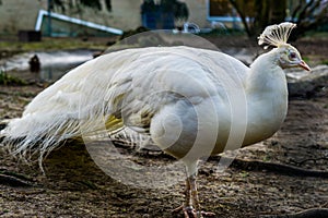 Portrét krásný bílý páv populární barva mutace v tropický pták asie 
