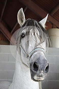 Portrait of a beautiful white purebred horse