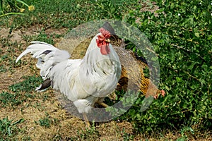 Portrait of beautiful white rooster with a red crest on head and one hen is walking in the courtyard of a village house on a sunny