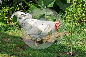 Portrait of beautiful white rooster with a red crest on head is standing in the courtyard of a village house on a sunny day. Close