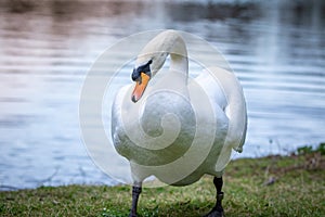 Portrait of a beautiful white swan cygnus bird in a water pond