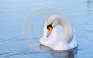 Portrait of a beautiful white swan cygnus bird in a water pond