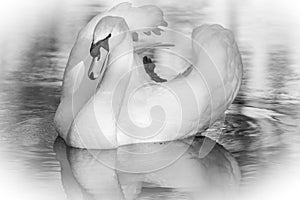 Portrait of a beautiful white swan cygnus bird in a water pond