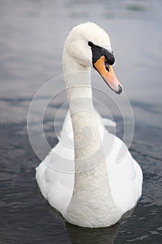 Portrait of a beautiful white swan in a lake with grey water, London, England.