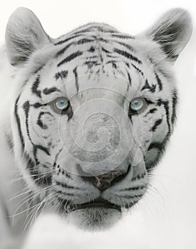 Portrait of beautiful white tiger with blue eyes