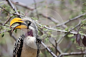 A portrait of a beautiful wild yellow billed hornbill sitting on a branch in Samburu/Kenya/Africa