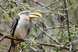 A portrait of a beautiful wild yellow billed hornbill sitting on a branch in Samburu/Kenya/Africa