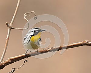 Yellow-throated Warbler, Dendroica dominica, portrait. photo