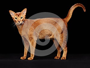 Portrait of beautiful young abyssinian cat