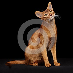 Portrait of beautiful young abyssinian cat