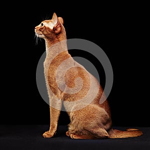 Portrait of beautiful young abyssinian cat