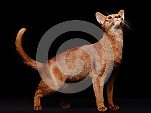 Portrait of beautiful young abyssinian cat