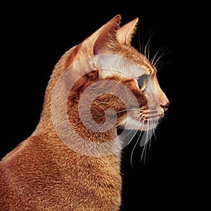 Portrait of beautiful young abyssinian cat