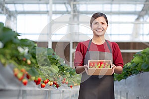 Portrait beautiful young asian woman holding box strawberry in farm at greenhouse, female harvest ripe strawberry in package.