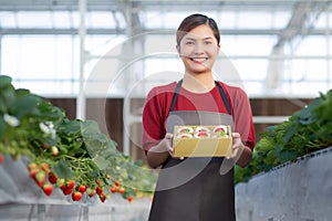 Portrait beautiful young asian woman holding box strawberry in farm at greenhouse, female harvest ripe strawberry in package.