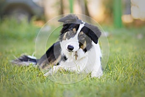 Portrait of a beautiful young Border Collie puppy