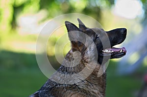 Portrait of beautiful Young Brown German Shepherd Dog Close Up.