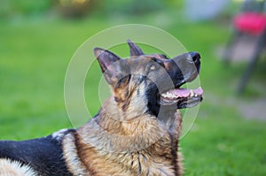 Portrait of beautiful Young Brown German Shepherd Dog Close Up.