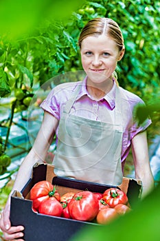 Portrait of beautiful young farmer carrying tomatoes in crate at greenhouse