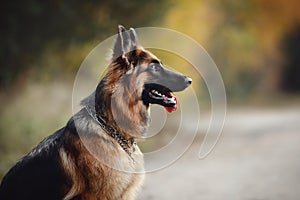 Portrait of beautiful young long haired female german shepherd dog sitting on the road with tongue out