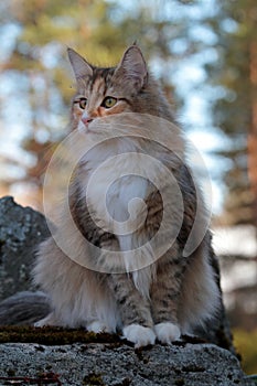 A portrait of a beautiful young norwegian forest cat