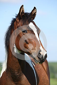 Portrait of beautiful young paint horse mare