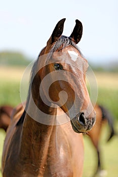 Portrait of a beautiful young purebred horse