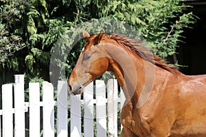 Portrait of a beautiful young purebred horse on a hot summer day