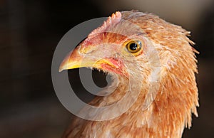 Portrait of a beautiful young red chicken