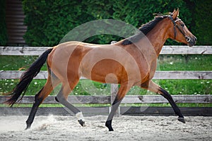 portrait of beautiful young sport horse trotting in paddock