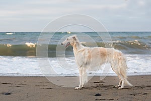 Portrait of Beautiful young wet Russian Borzoi dog standing on the beach