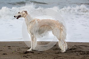 Portrait of Beautiful young wet Russian Borzoi dog standing on the beach