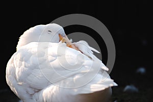 Portrait of beautiful young white duck near pond at the park in the morning with sunshine