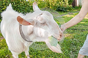 Portrait of a beautiful young white goat on a beautiful green background. The mistress feeds the goat