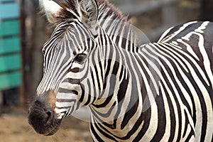 Portrait of Beautiful zebra