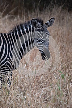 Portrait of a beautiful zebra standing in a field of dry grass in the wild