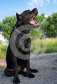 Portrait of a beautifull dog on a asphalt