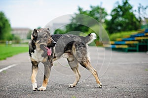 Portrait of a beautifull dog on a asphalt