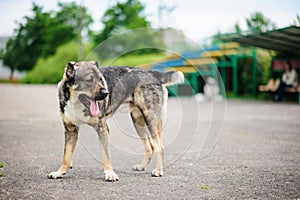 Portrait of a beautifull dog on a asphalt