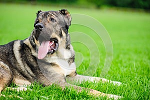 Portrait of a beautifull dog over green blurred background