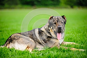 Portrait of a beautifull dog over green blurred background
