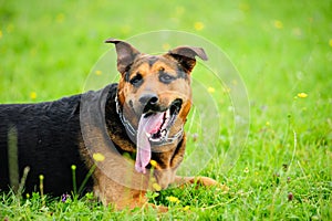 Portrait of a beautifull dog over green blurred background. The happiest dog in a world !