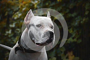 Portrait of a beautifull dogo argentino on green background summer photo