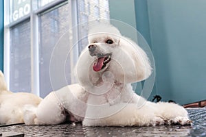 Portrait of a beautifully trimmed white poodle dog