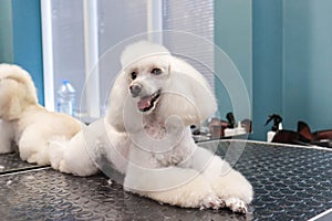 Portrait of a beautifully trimmed white poodle dog