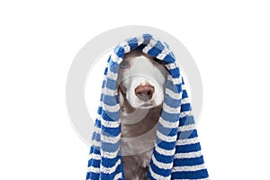 Portrait beauty dog wrapped with a blue striped towel ready for bathing, bath or take a shower. Isolated on white background