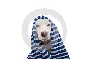 Portrait beauty dog wrapped with a blue striped towel waiting for a bath on summer season. Isolated on white background