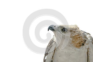 Portrait of beauty hawk
