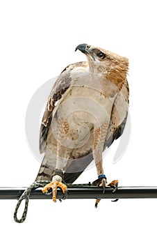 Portrait of beauty hawk
